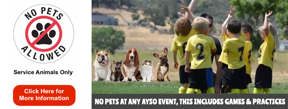 No Pet Policy